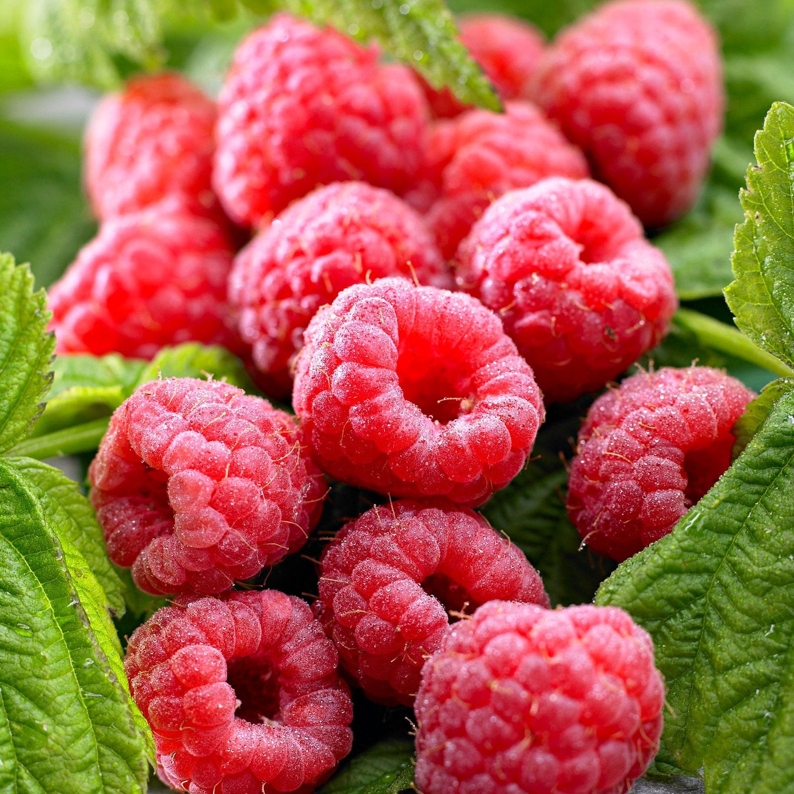 ,,Primeberry Sugana'' aviečių daigai (10 vnt)
