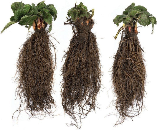 Elsanta WB (waiting bed) braškių daigai