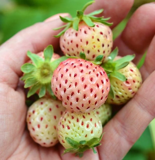 ,,Ananas“ ananasinių braškių daigai